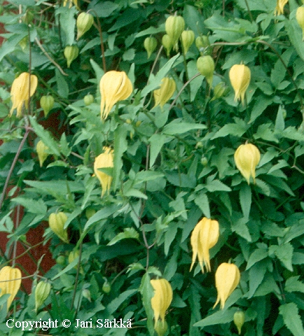 Clematis tangutica